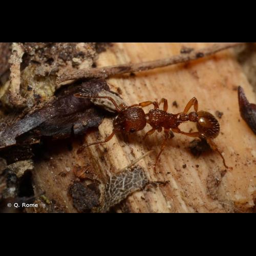 <i>Myrmica scabrinodis</i> Nylander, 1846 © Q. Rome