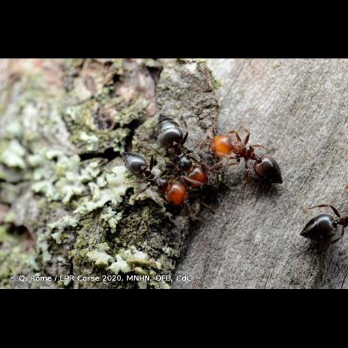 <i>Crematogaster scutellaris</i> (Olivier, 1792) © Q. Rome / LPR Corse 2020, MNHN, OFB, CdC