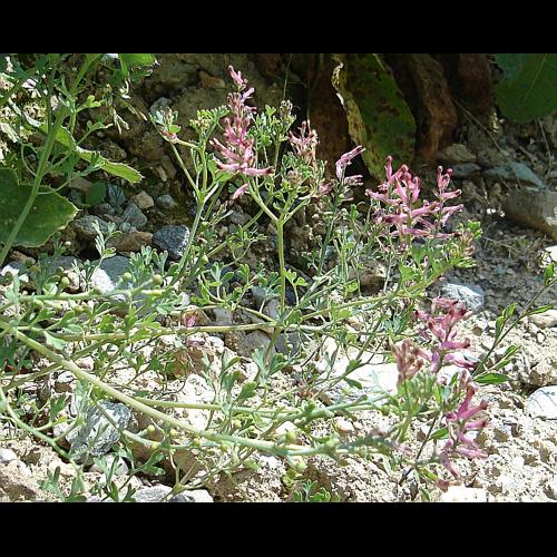 Fumaria vaillantii Loisel. © GUITTET Jean