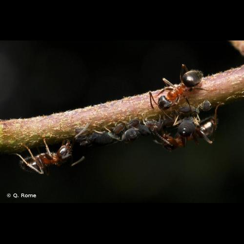 <i>Lasius emarginatus</i> (Olivier, 1792) © Q. Rome