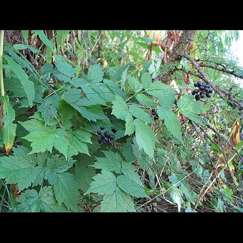 Actaea spicata L., 1753 © BILLARD Gilbert