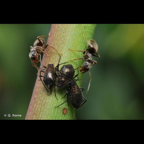 <i>Lasius niger</i> (Linnaeus, 1758) &copy; Q. Rome