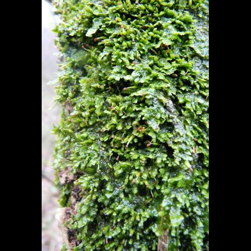 Radula complanata (L.) Dumort. &copy; GARRAUD Luc