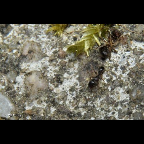 <i>Tetramorium caespitum</i> (Linnaeus, 1758) &copy; Q. Rome