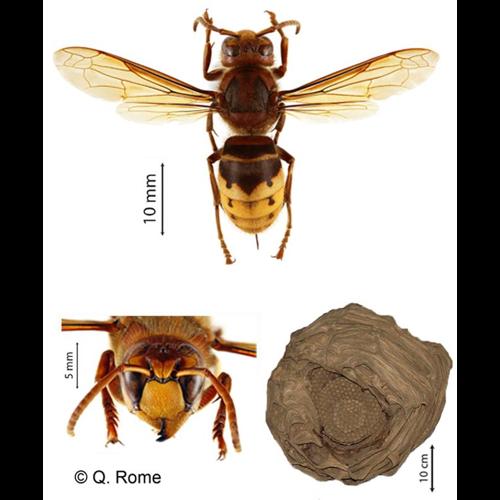 <i>Vespa crabro</i> Linnaeus, 1758 © NULL
