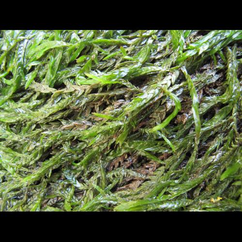 Fontinalis antipyretica Hedw. &copy; BILLARD Gilbert