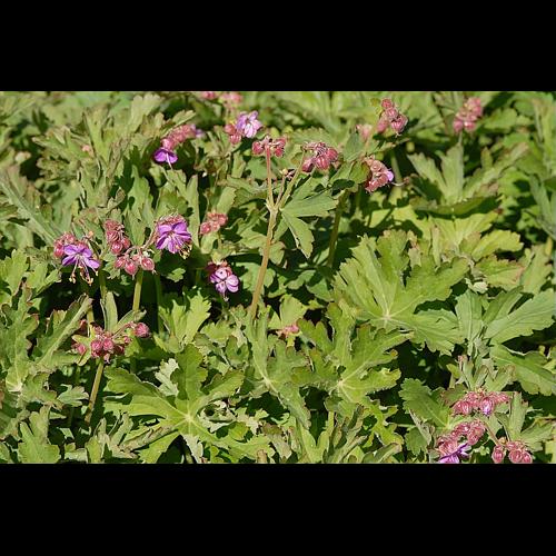 Geranium macrorrhizum L. © DALMAS Jean-Pierre