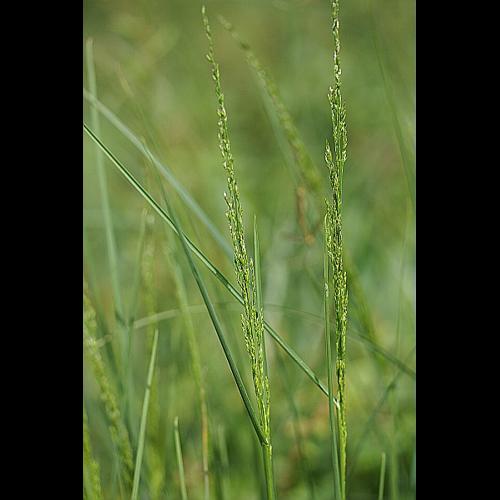 Poa palustris L. © PACHES Gilles