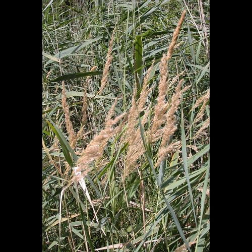 Calamagrostis canescens (Weber) Roth © VILLARET Jean-Charles