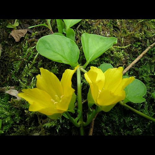 Lysimachia nummularia L., 1753 © VILLARET Jean-Charles