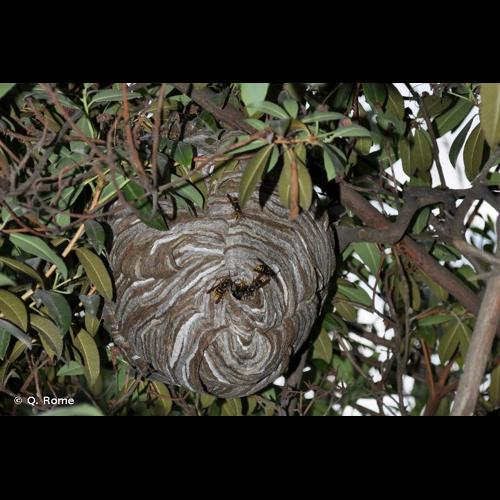 <i>Dolichovespula media</i> (Retzius, 1783) © Q. Rome