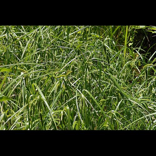 Carex pseudocyperus L. © DALMAS Jean-Pierre