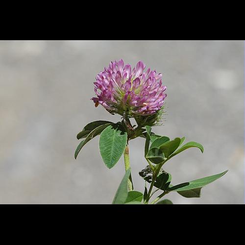 Trifolium medium L. &copy; DALMAS Jean-Pierre