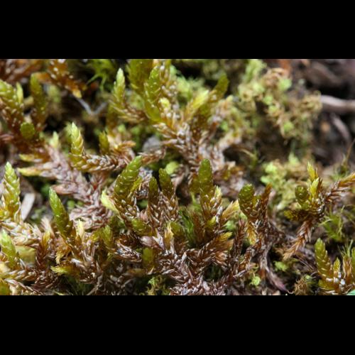 Entodon concinnus (De Not.) Paris © LEGLAND Thomas