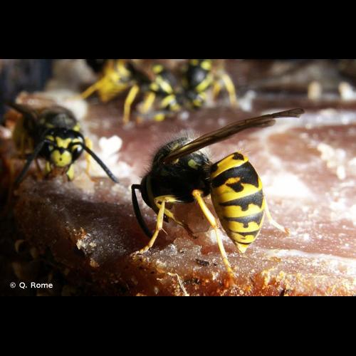 <i>Vespula germanica</i> (Fabricius, 1793) &copy; Q. Rome