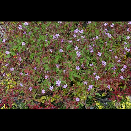 Geranium robertianum L. © DALMAS Jean-Pierre