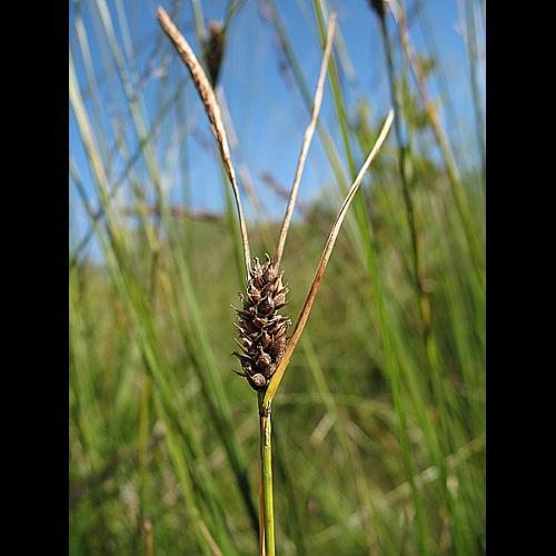 Carex lasiocarpa Ehrh. &copy; BILLARD Gilbert