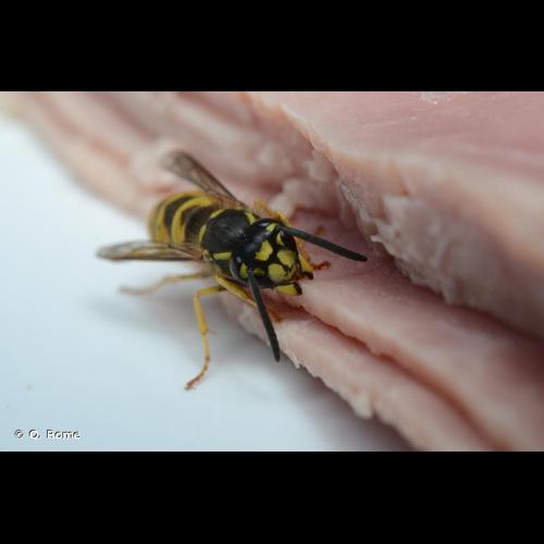 <i>Vespula vulgaris</i> (Linnaeus, 1758) &copy; Q. Rome