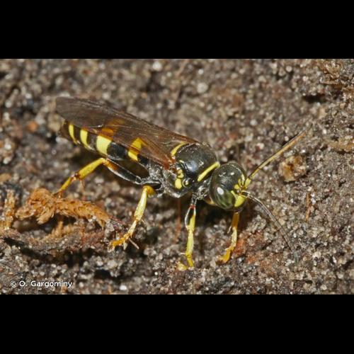 <i>Gorytes laticinctus</i> (Lepeletier de Saint Fargeau, 1832) © O. Gargominy