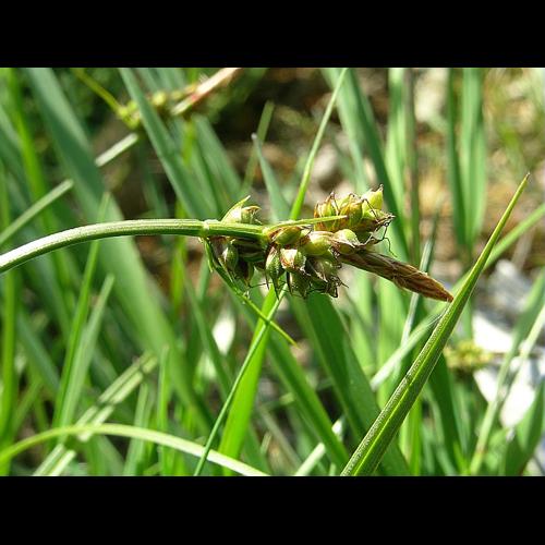 Carex pilulifera L. &copy; VILLARET Jean-Charles