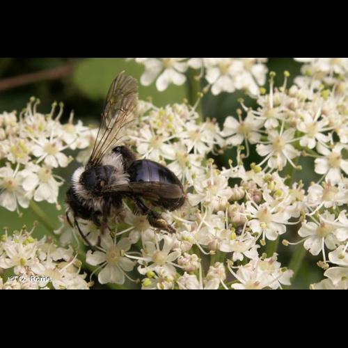 <i>Andrena cineraria</i> (Linnaeus, 1758) © Q. Rome