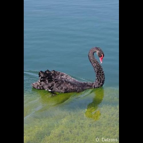 <i>Cygnus atratus</i> (Latham, 1790) © O. Delzons