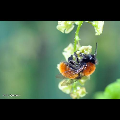 <i>Andrena fulva</i> (Müller, 1766) &copy; C. Quintin