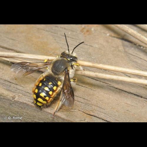 <i>Anthidium manicatum</i> (Linnaeus, 1758) © Q. Rome