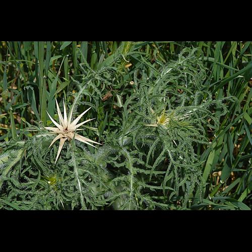 Centaurea calcitrapa L., 1753 © DALMAS Jean-Pierre