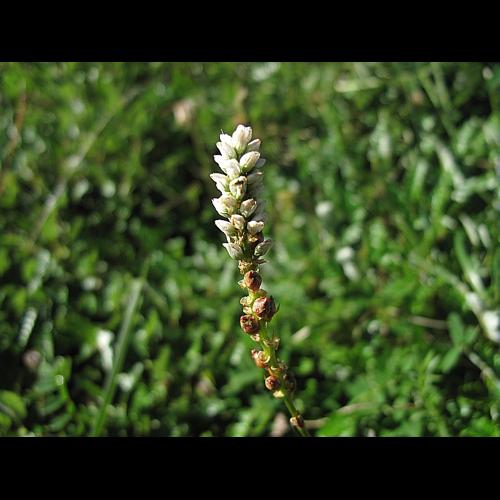 Persicaria vivipara (L.) Ronse Decr., 1988 © BILLARD Gilbert