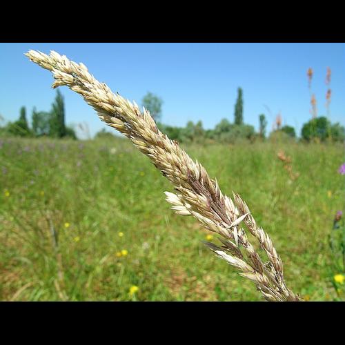 Holcus lanatus L., 1753 &copy; VILLARET Jean-Charles