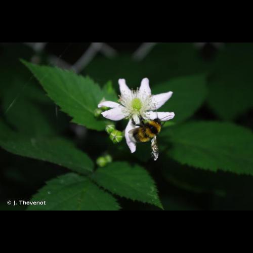 <i>Bombus hortorum</i> (Linnaeus, 1761) © J. Thevenot