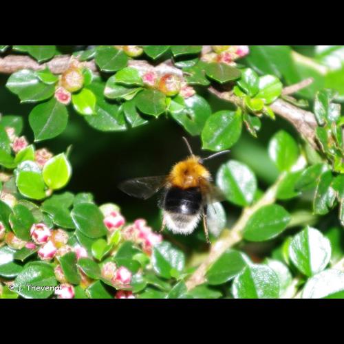 <i>Bombus hypnorum</i> (Linnaeus, 1758) © J. Thevenot