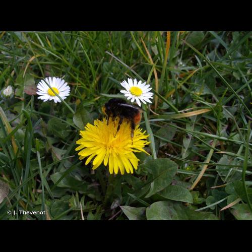 <i>Bombus lapidarius</i> (Linnaeus, 1758) &copy; J. Thevenot