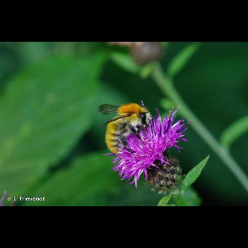 <i>Bombus pascuorum</i> (Scopoli, 1763) © J. Thevenot