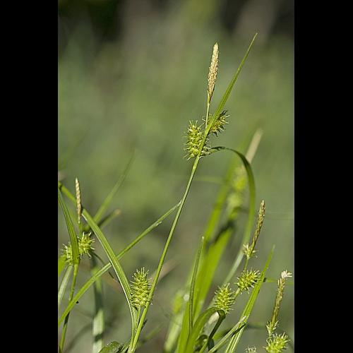 Carex viridula Michaux subsp. oedocarpa (Anderss.) B. Schmid VAN © ES Jérémie