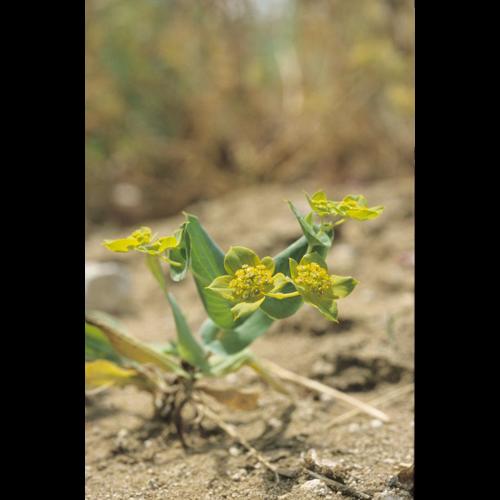 Bupleurum subovatum Link ex Sprengel © PACHES Gilles