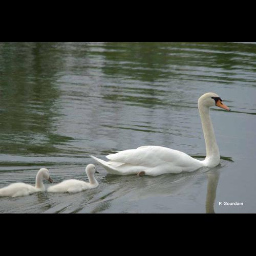 <i>Cygnus olor</i> (Gmelin, 1789) &copy; P. Gourdain