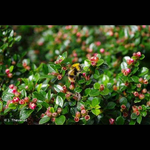 <i>Bombus pratorum</i> (Linnaeus, 1761) © J. Thevenot