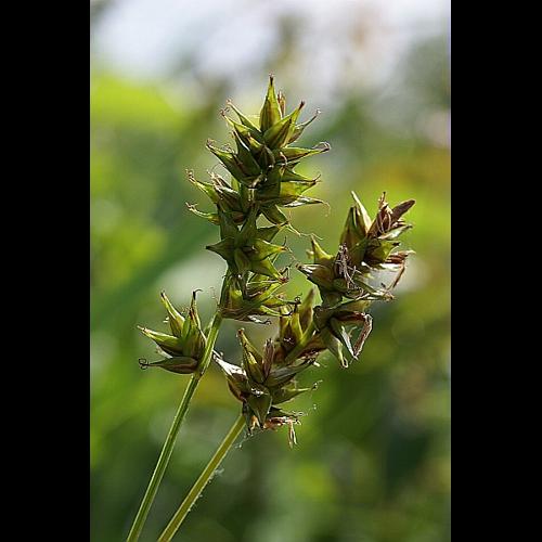 Carex spicata Hudson © PACHES Gilles