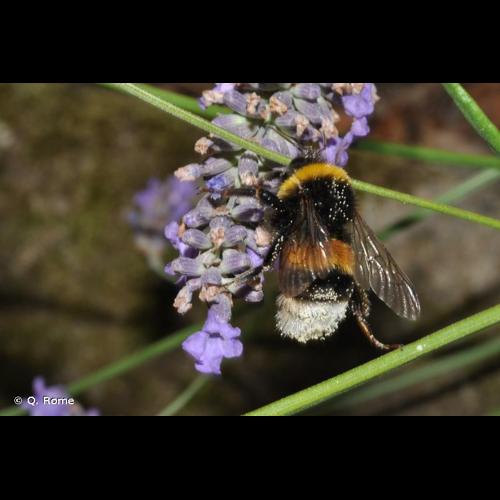 <i>Bombus terrestris</i> (Linnaeus, 1758) &copy; Q. Rome