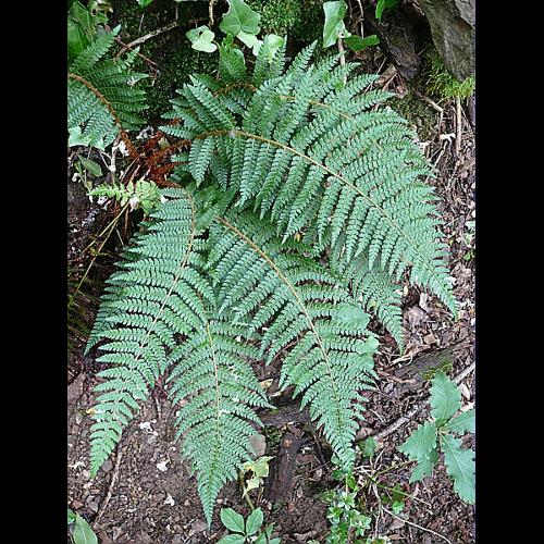 Polystichum setiferum (ForsskÅl) Woynar &copy; VILLARET Jean-Charles