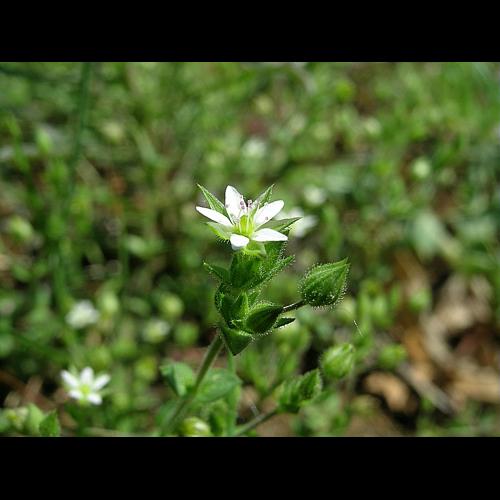 Arenaria serpyllifolia L. &copy; VILLARET Jean-Charles