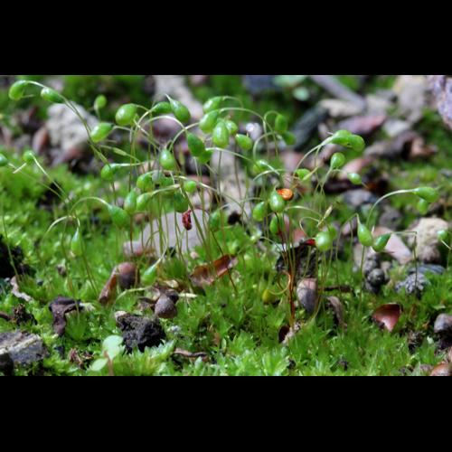 Funaria hygrometrica Hedw. &copy; LEGLAND Thomas