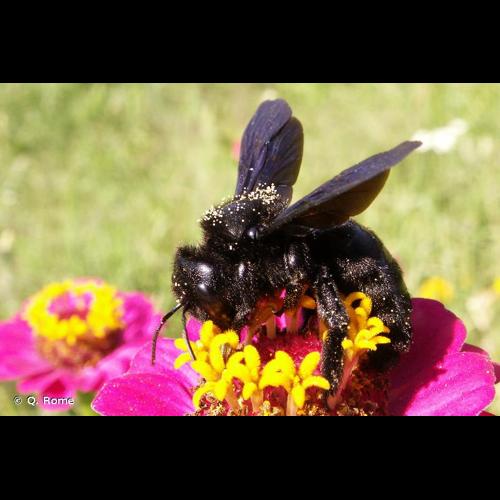 <i>Xylocopa violacea</i> (Linnaeus, 1758) © Q. Rome