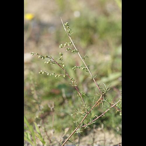 Artemisia campestris L. &copy; BONNET Véronique