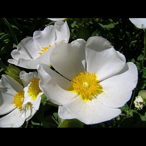 Cistus salviifolius L. © VILLARET Jean-Charles