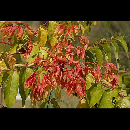 Ailanthus altissima (Miller) Swingle © DALMAS Jean-Pierre