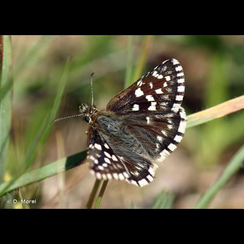 <i>Pyrgus malvae</i> (Linnaeus, 1758) &copy; D. Morel