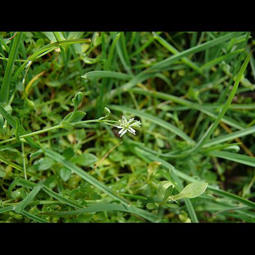 Stellaria alsine Grimm, 1767 © MIKOLAJCZAK Alexis